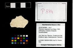 Foto (Objekt + Etikett) von Pithonoton marginatum (von Meyer, 1842)  (NHMW-GEO-2014-0194-0884)